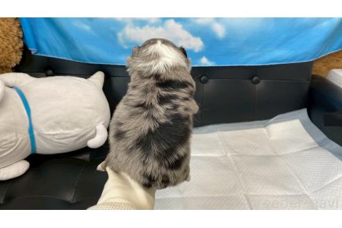 成約済の兵庫県のチワワ(ロングコート)-382585の6枚目